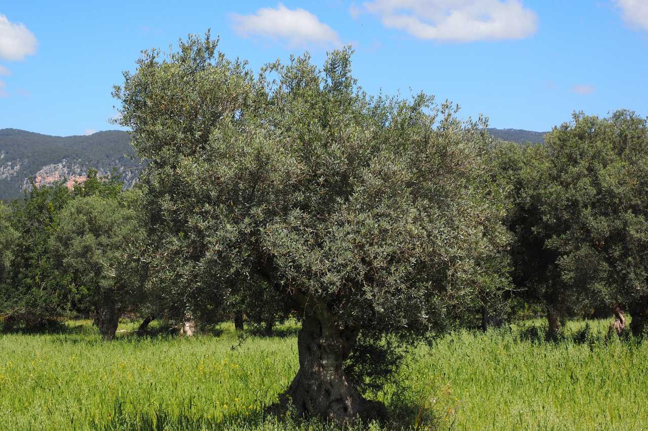 Olivenbaum auf Mallorca