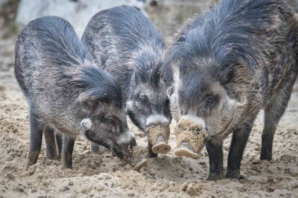 Philippinische Pustelschweine beim Wühlen