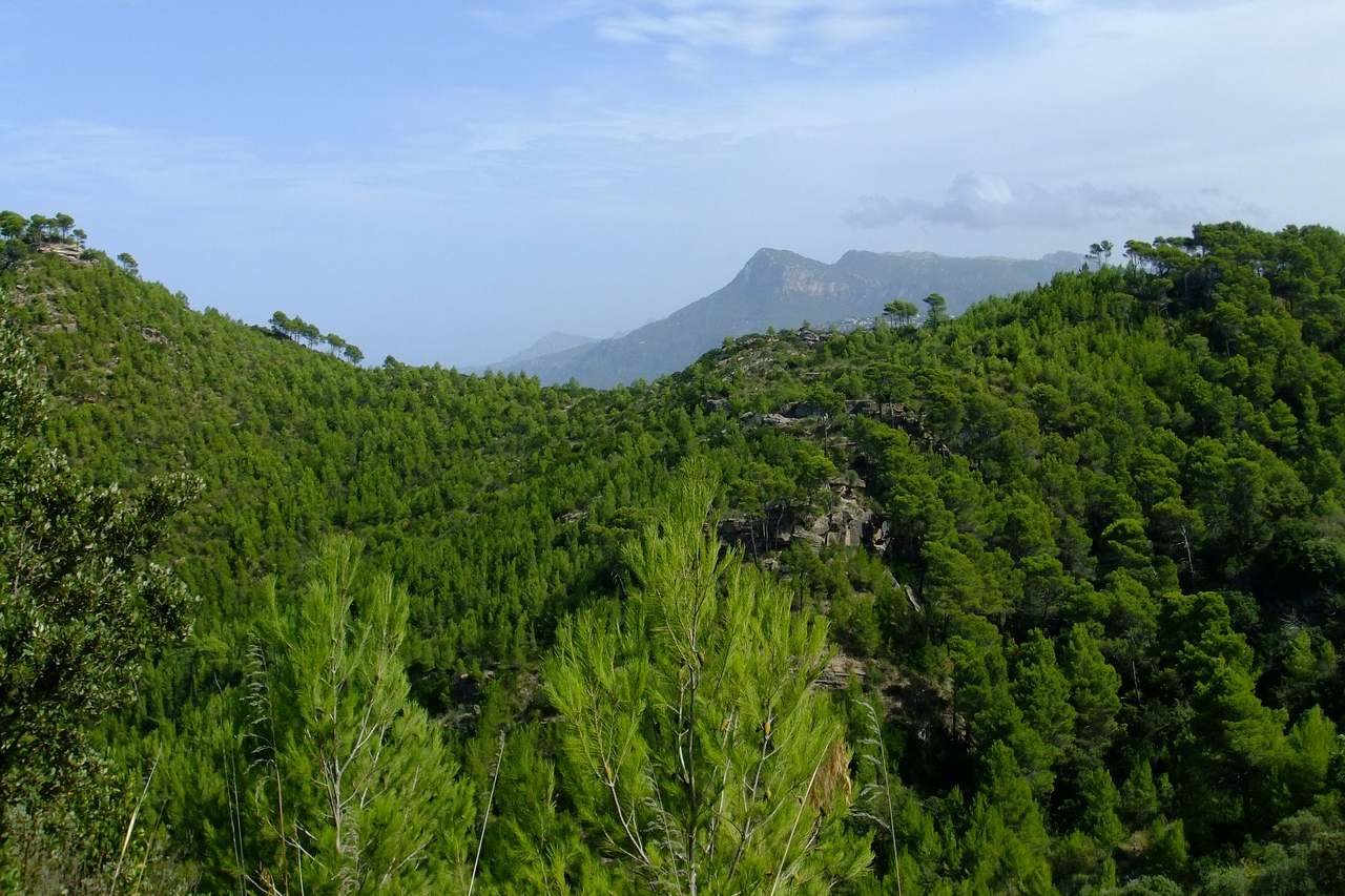 Pinienwald im Tramuntana-Gebirge