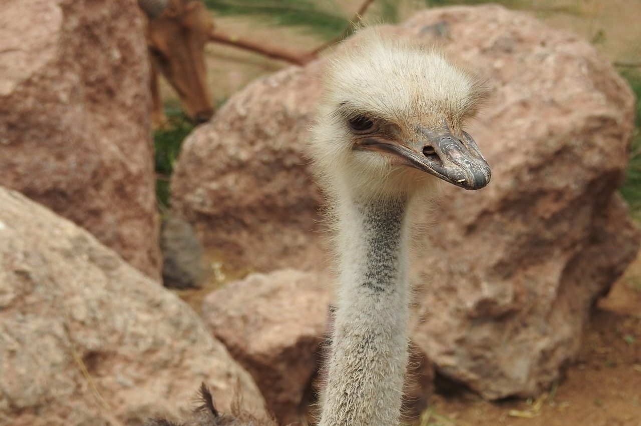 Strauß im Oasis Park Fuerteventura