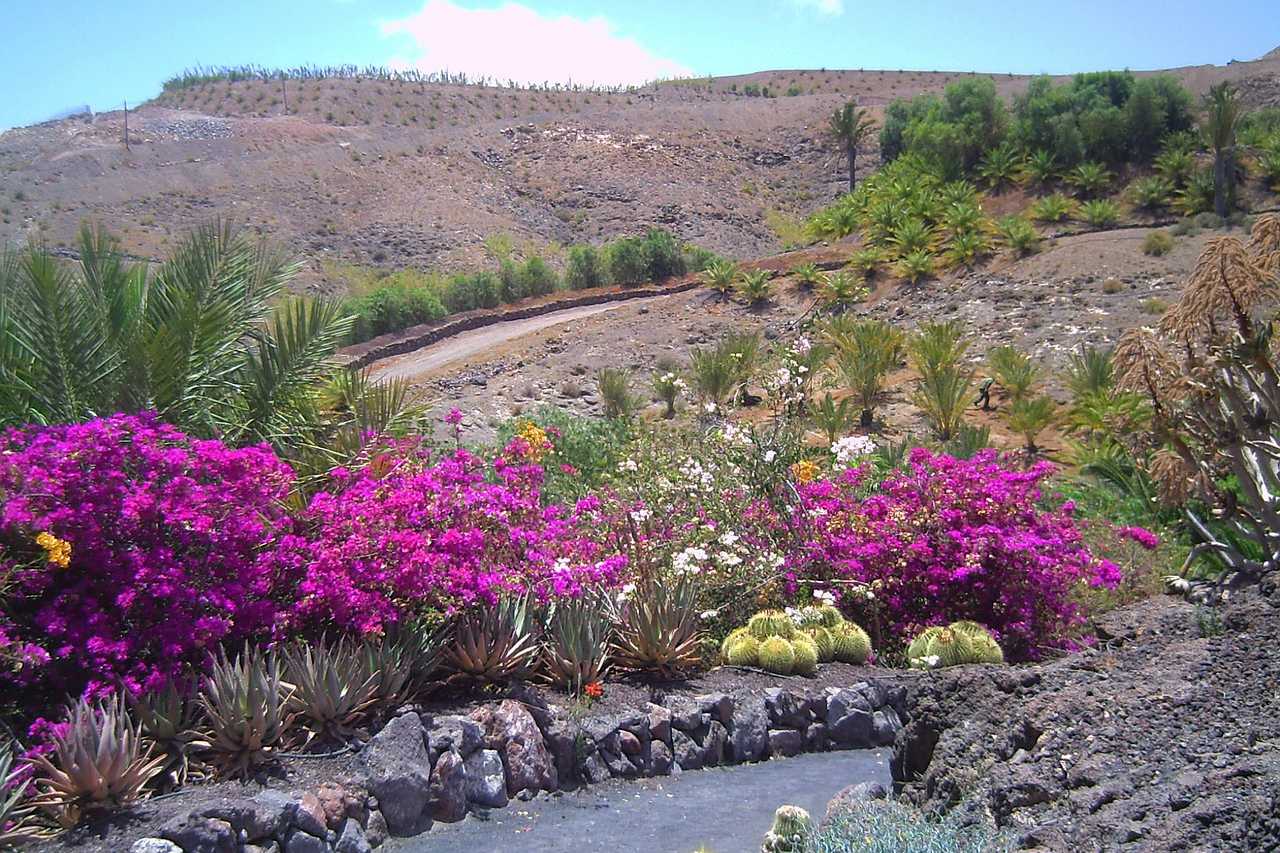 Vegetation Fuerteventura