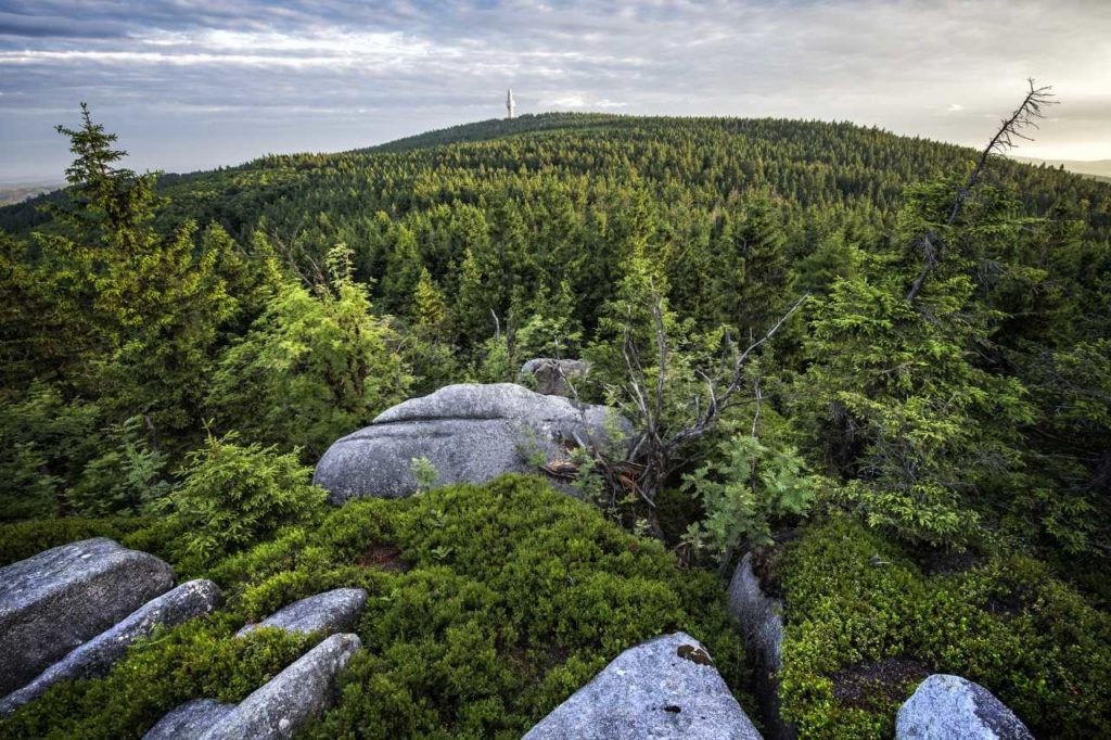 Waldbaden zwischen Fichten und Granitblöcken im Fichtelgebirge
