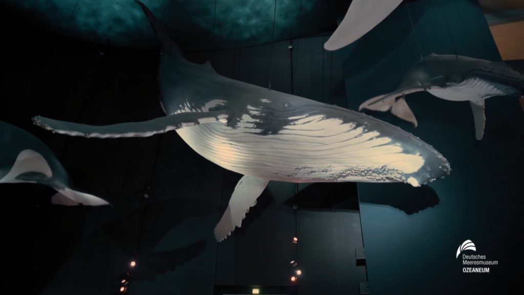 Ausschnitt Imagefilm OZEANEUM Stralsund – Unterwasserwelten