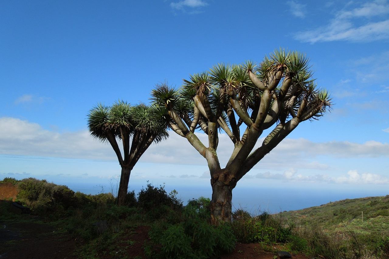 Drachenbaum auf La Palma