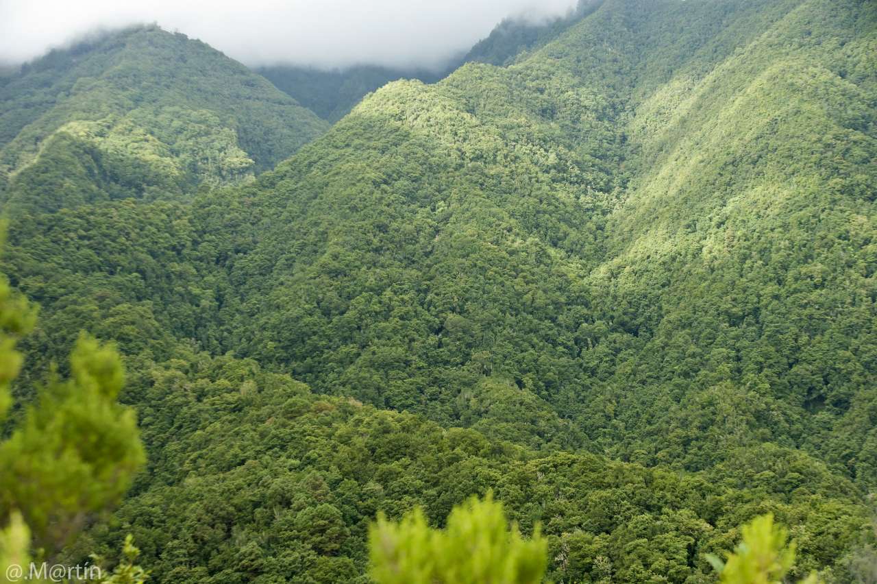 Lorbeerwald El Cubo de la Galga