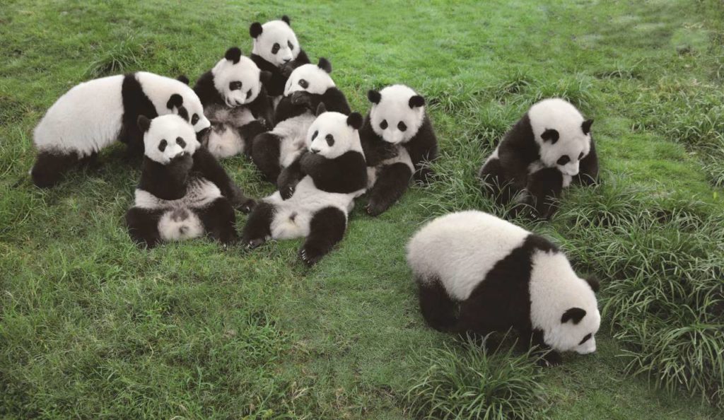 Pandaforschungstation in Xi'an