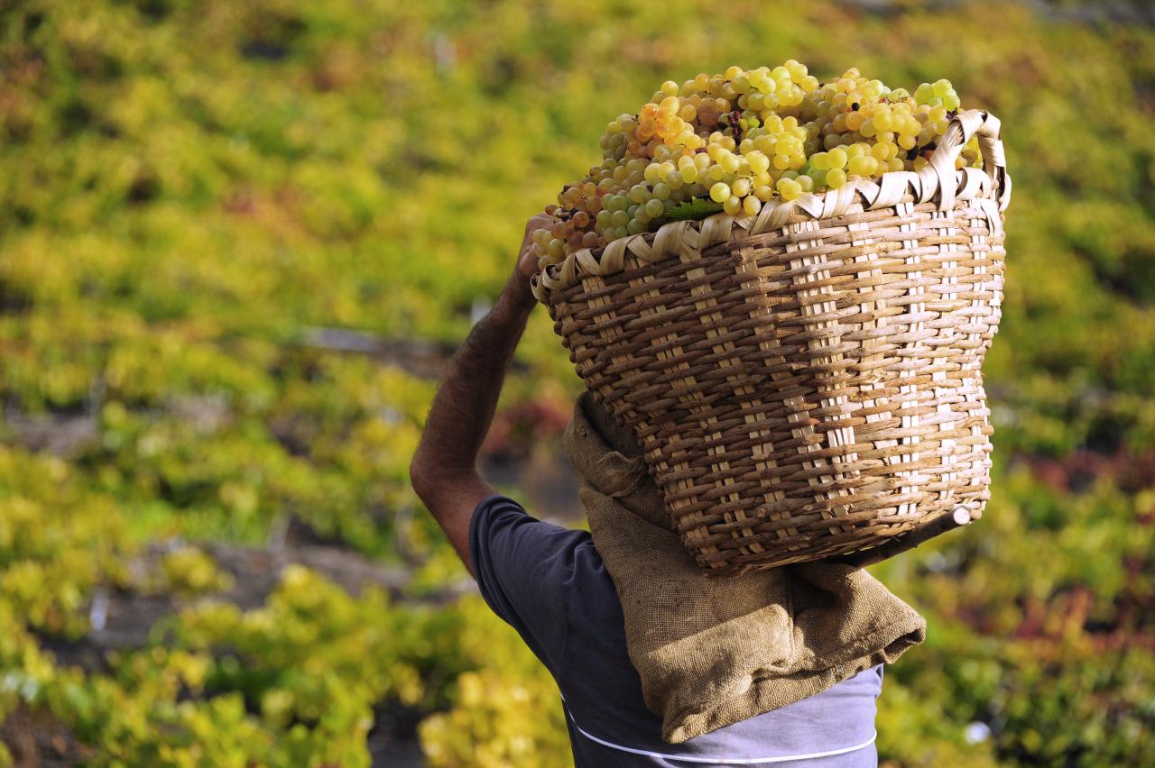 Weinernte auf La Palma