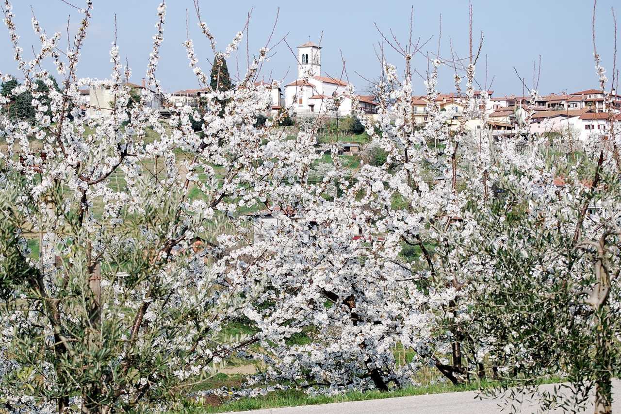 Farbenpracht der Kirschblüten im Collio