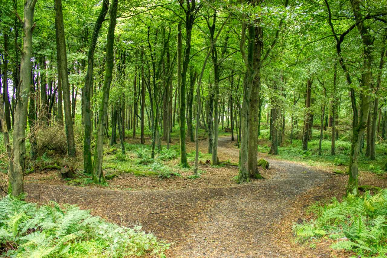 Brabazon Woods Swinford