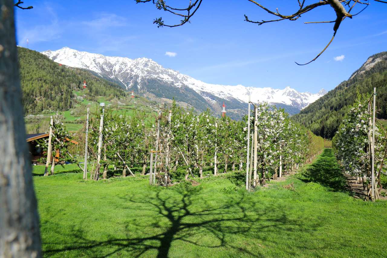 Marillen-Plantage Tiroler Oberland