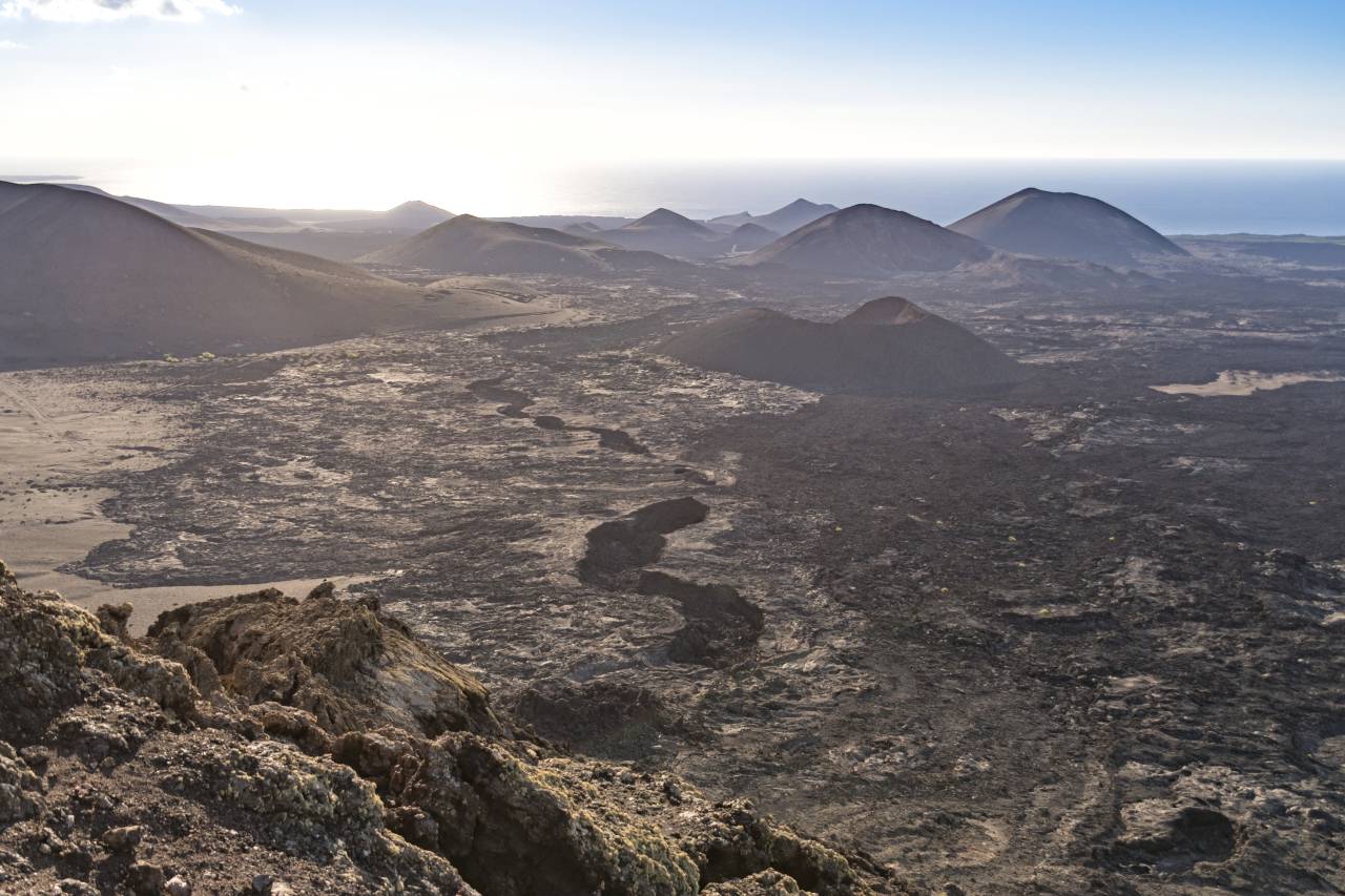 Sage vom Feigenbaum im Lavameer Lanzarote