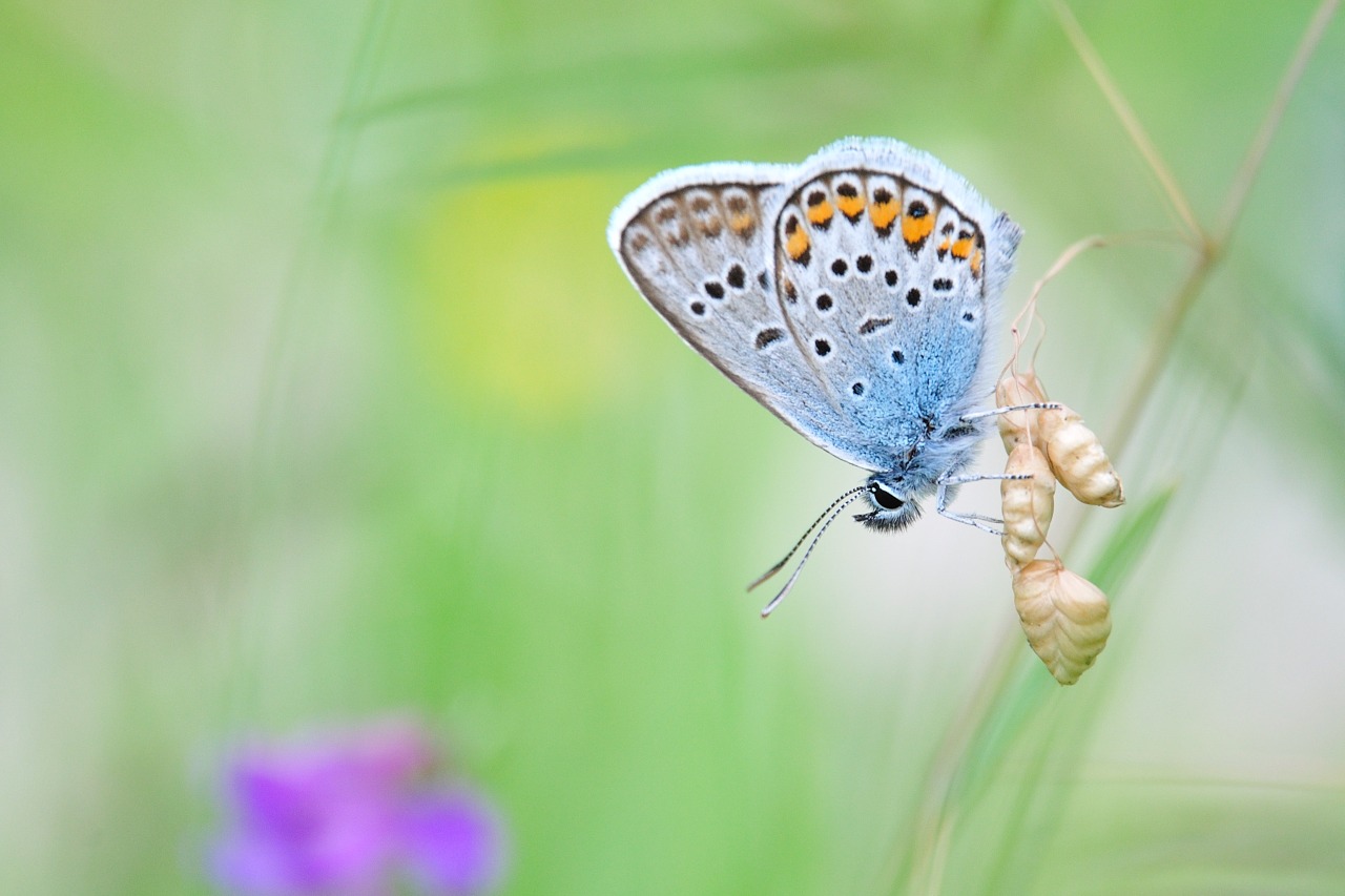 Bläuling Bergwiese Pfronten