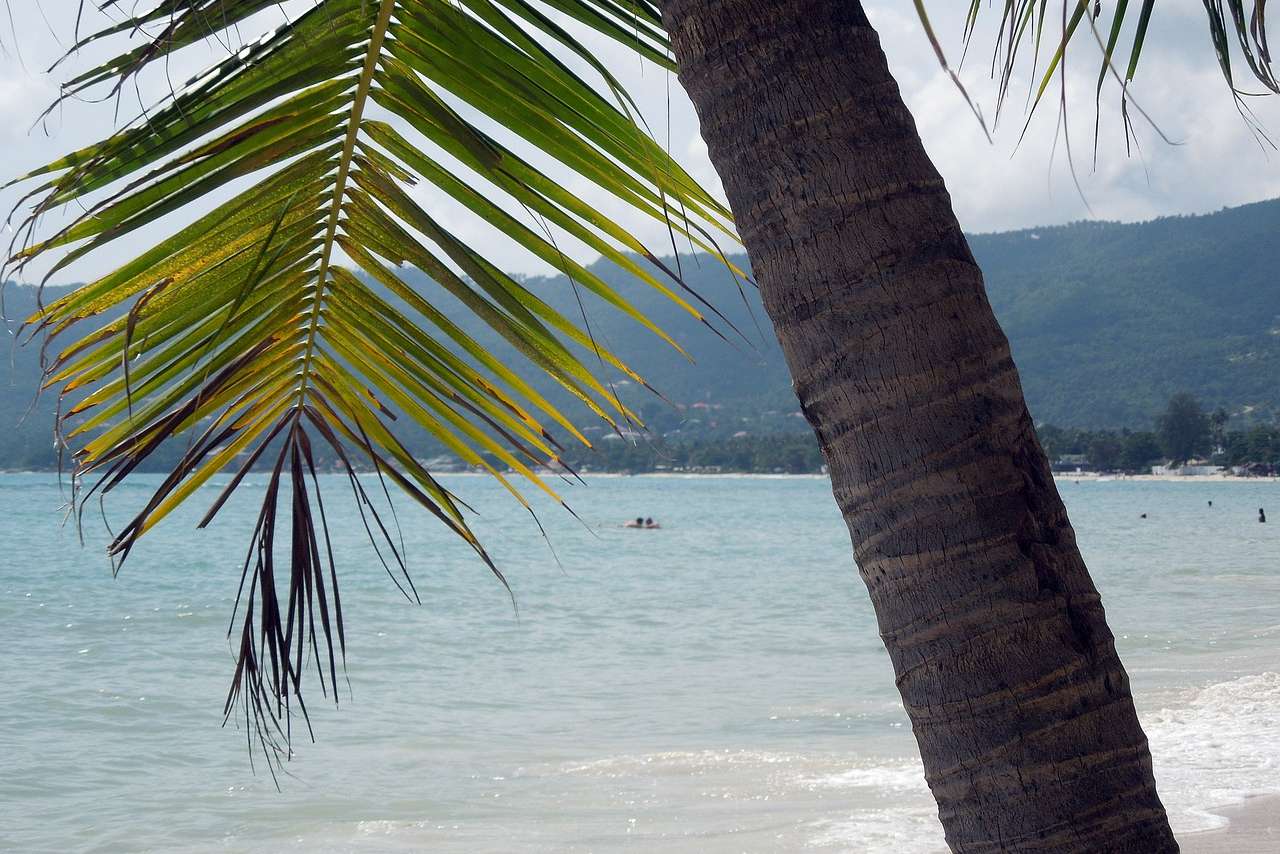 Chaweng Beach Palme Strand