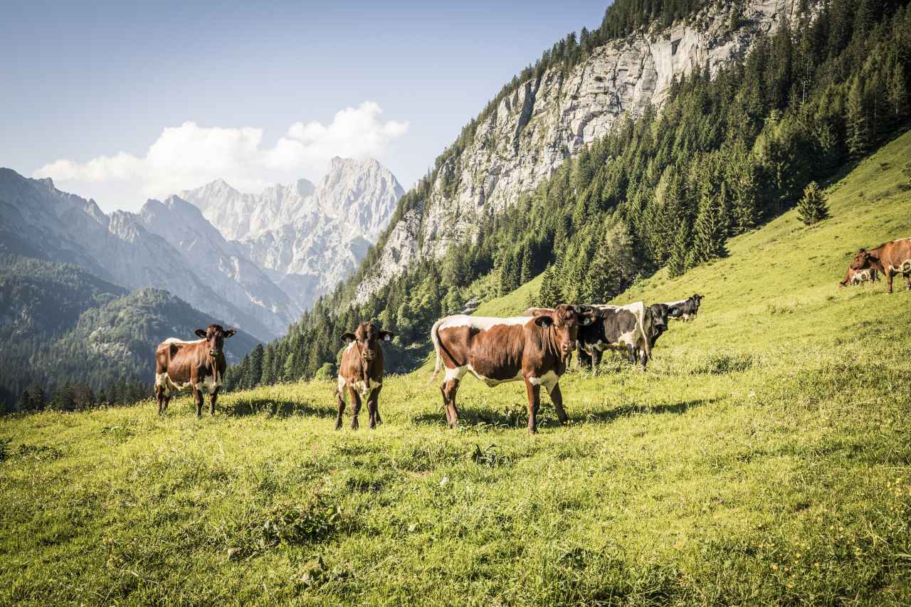 Kühe Kammerlingalm Berchtesgaden