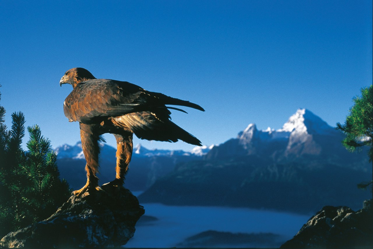 Steinadler Berchtesgadener Alpen