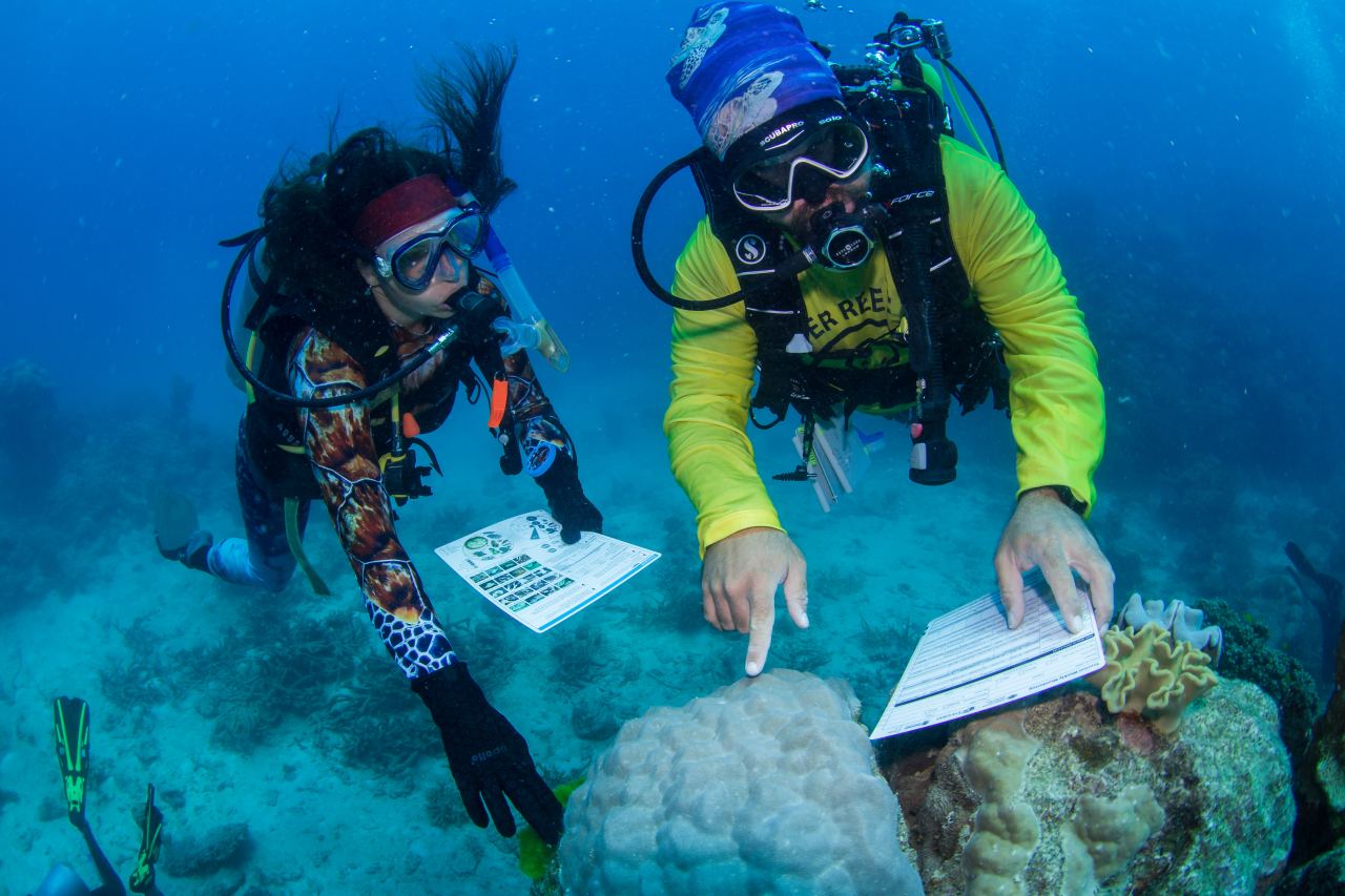 Hobby-Taucher unterstützen Meeresbiologen am Great Reef Barrier