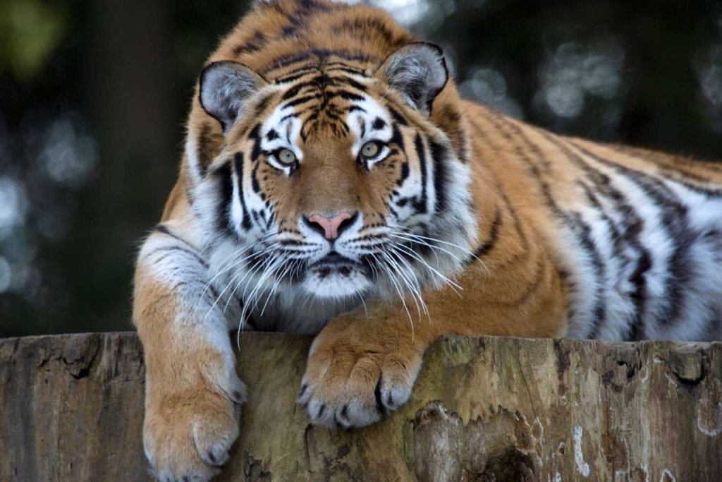 Tiger im Knuthenborg Safaripark