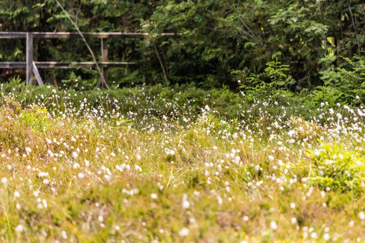 Scheiden-Wollgras Blüte Thüringer Wald