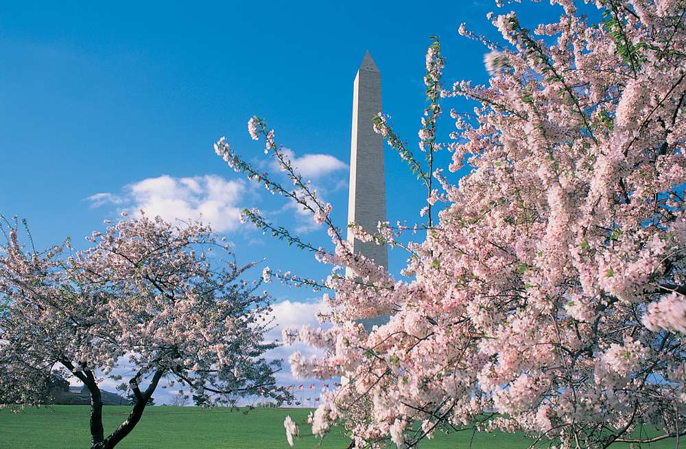 Washingtom Monument hinter blühenden Kirschbäumen