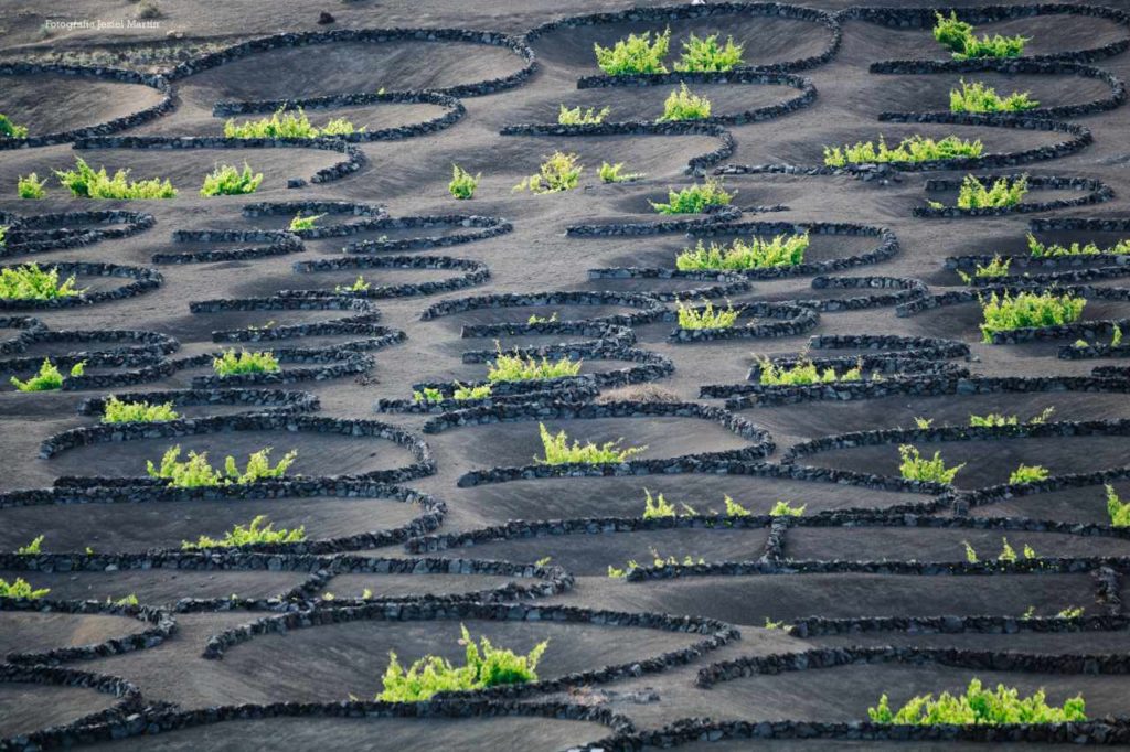 Weinanbaugebiet La Geria auf Lanzarote