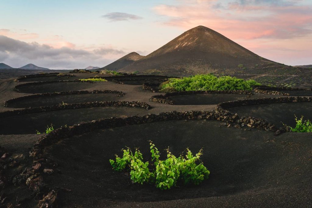 Weinrebe Lanzarote