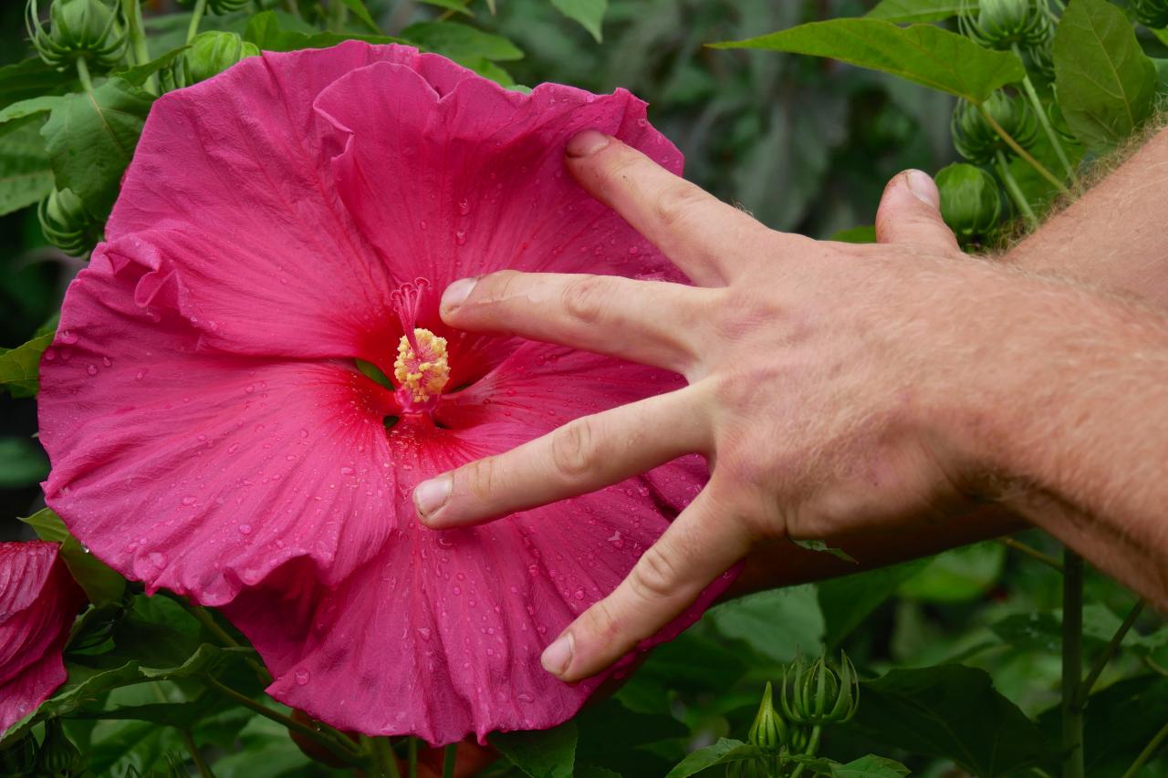 Blüte Staudenhibiskus Erfurt BuGa