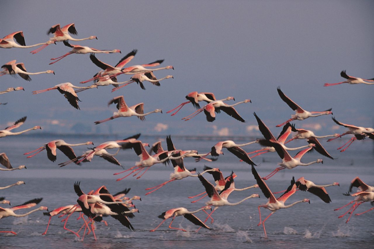 Flamingos im Ebrodelta