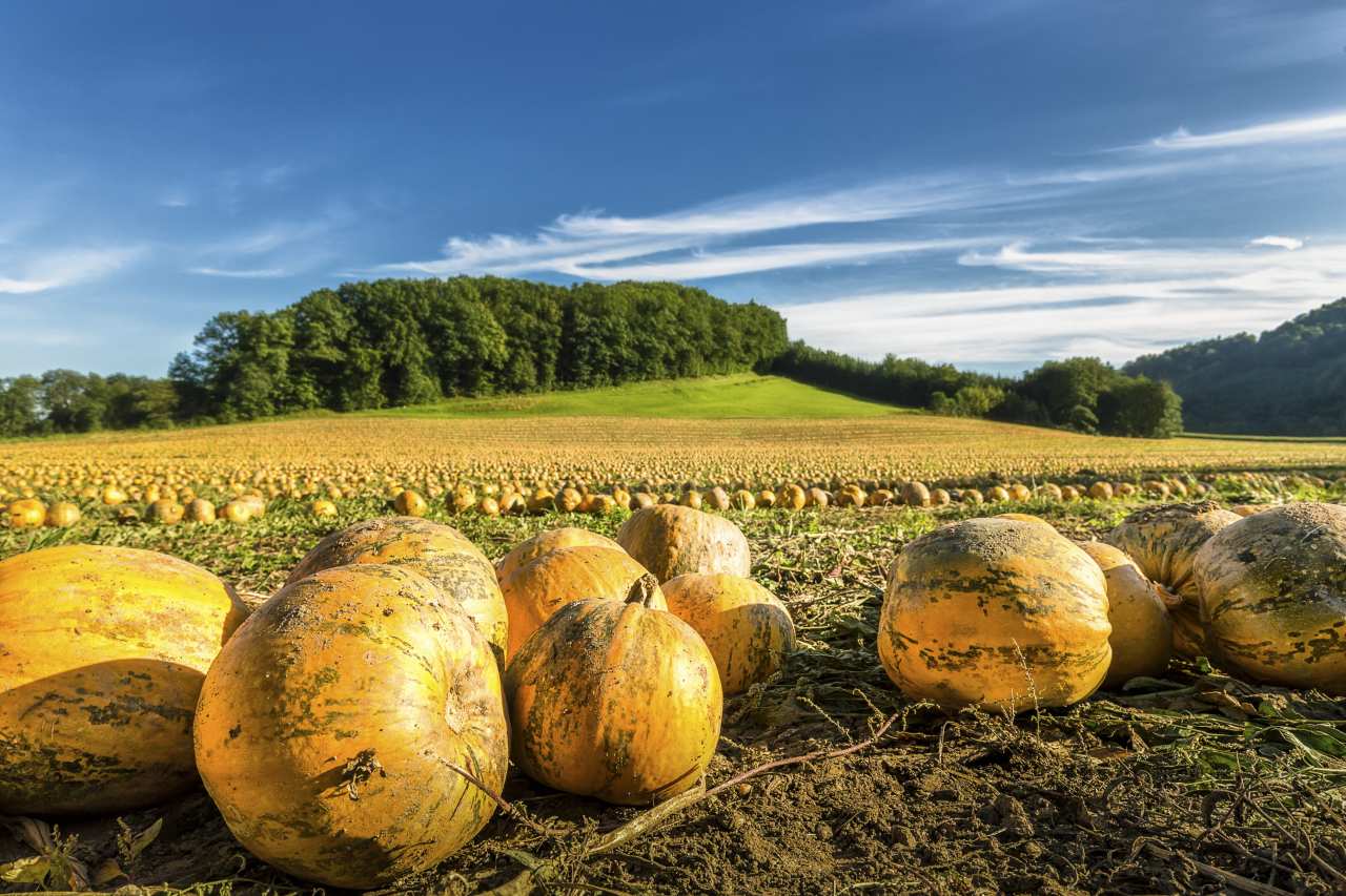 Kürbisernte in der Südsteiermark