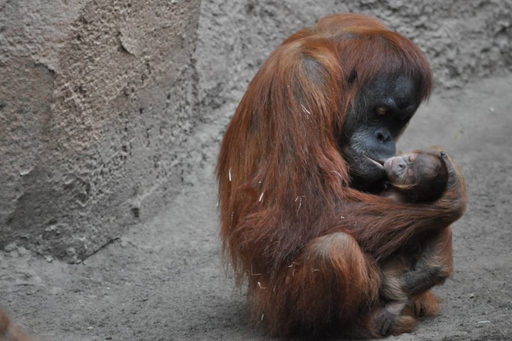 Orang-Utan Dame Raja mit Jungtier