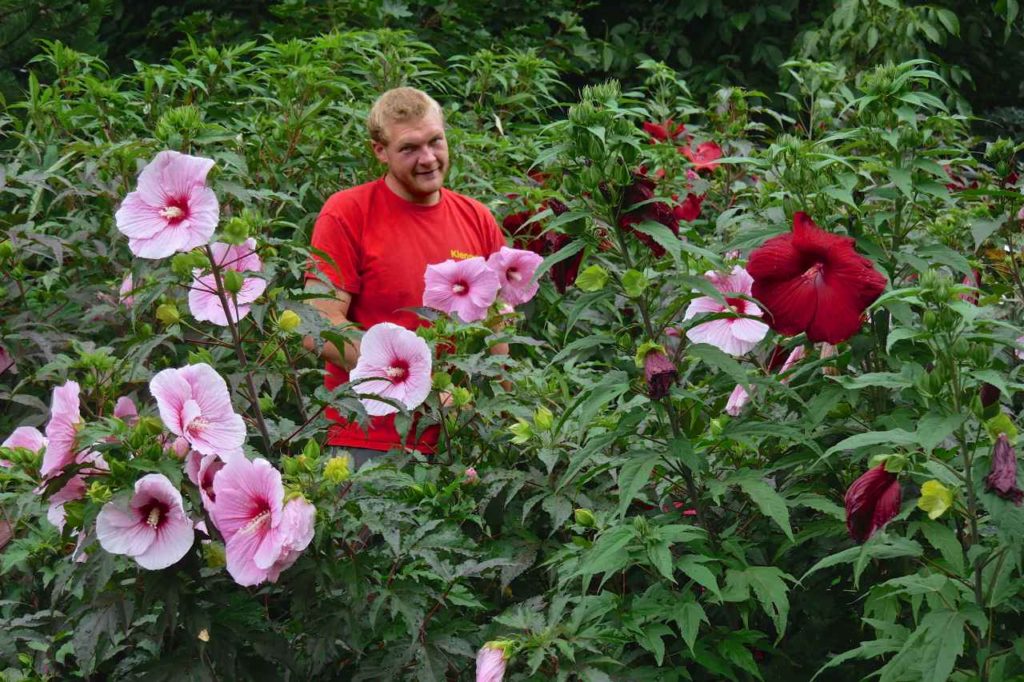 Staudengärtner Pascal Klenart inmitten Hibiskusstauden
