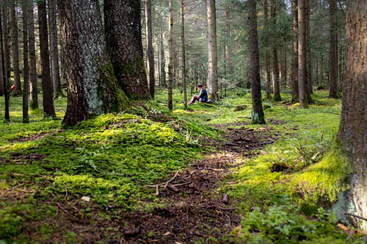 Waldbaden Bergwald Pfronten