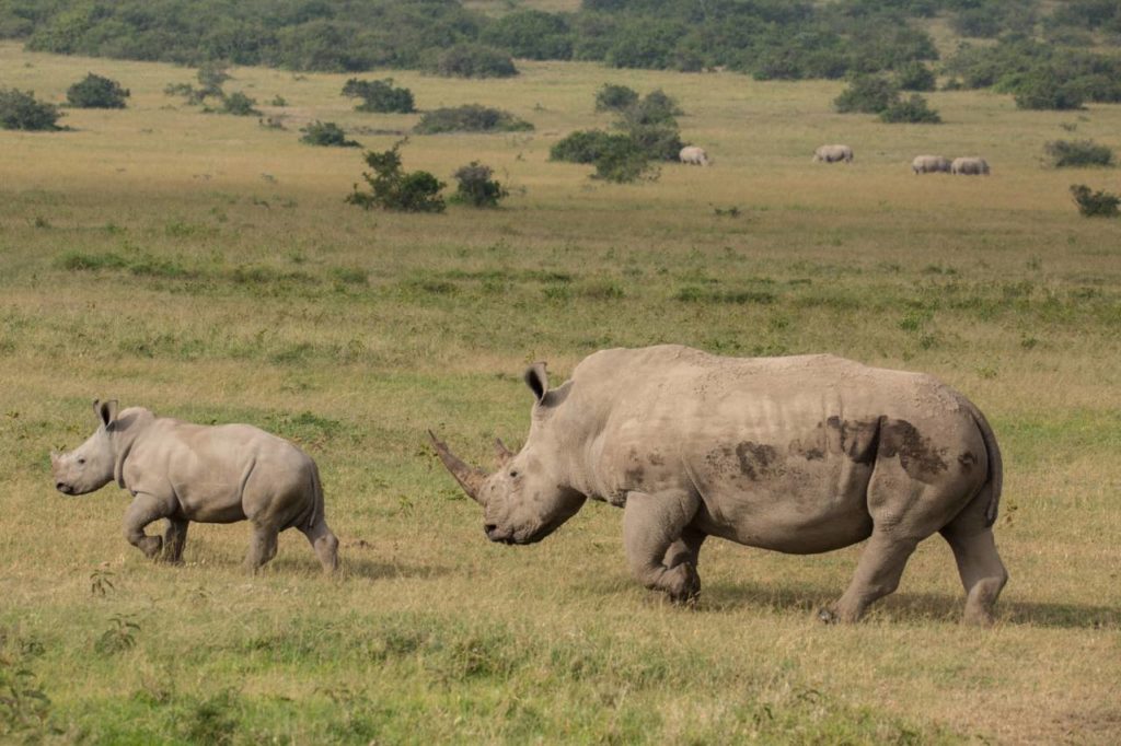 Breitmaulnashorn Muttertier und Kalb in Kenia