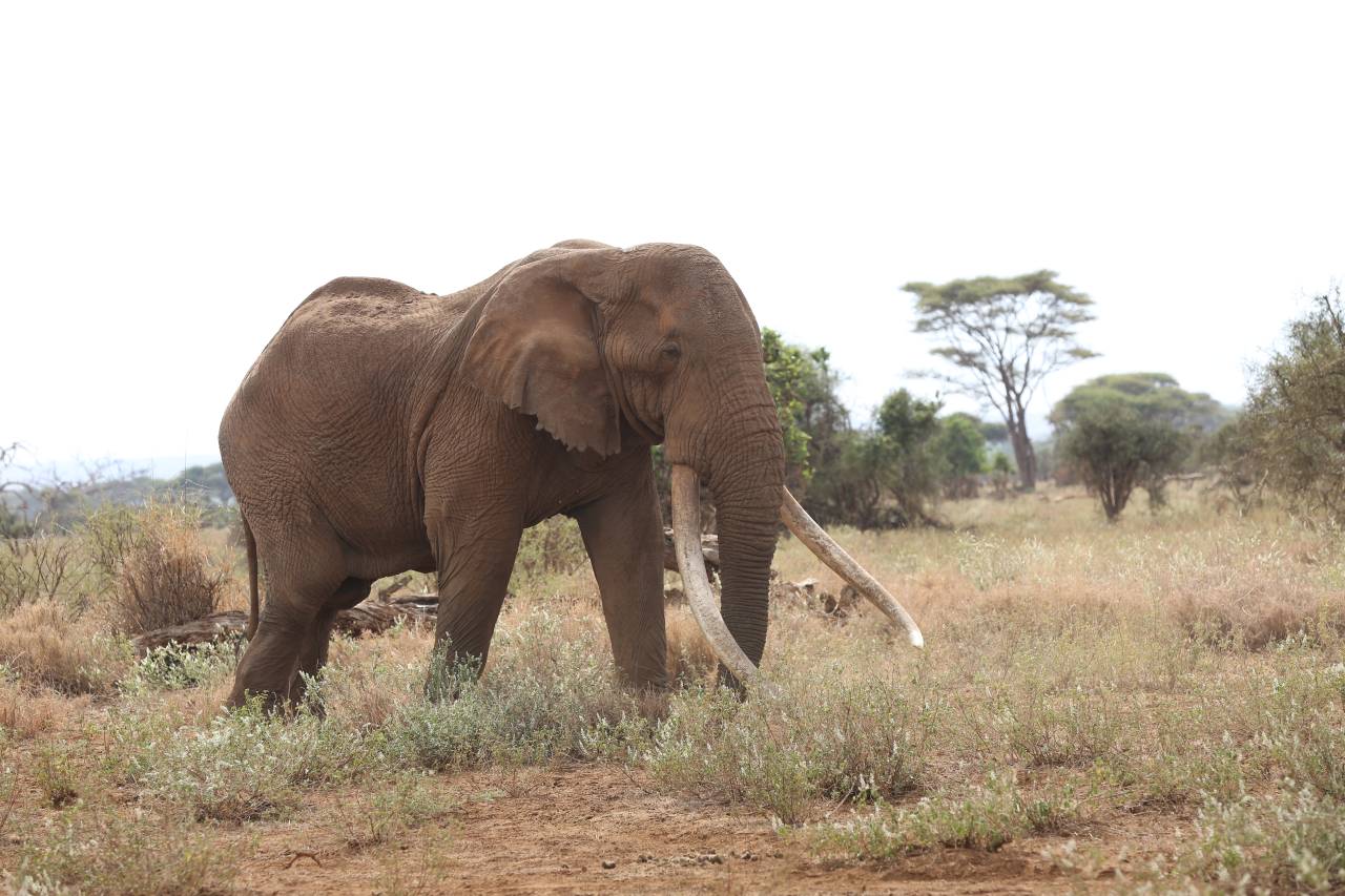 Elefantenbulle Craig Amboseli Nationalpark