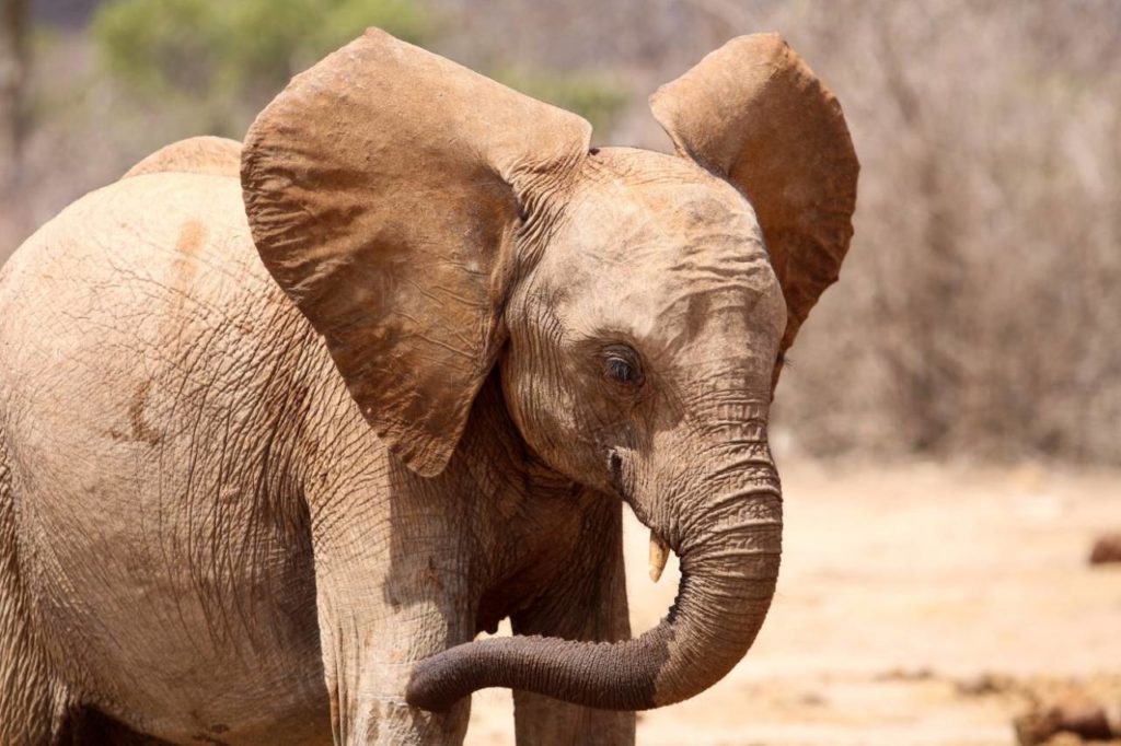 Elefantenkalb im Tsavo East Nationalpark