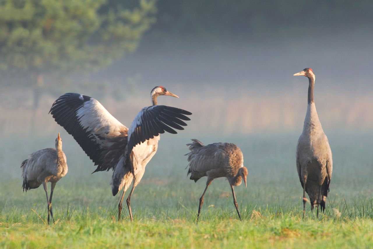 Kraniche auf einer Wiese in Mecklenburg-Vorpommern