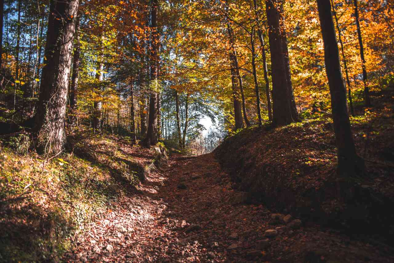 Laubwald Herbst Kufsteinerland