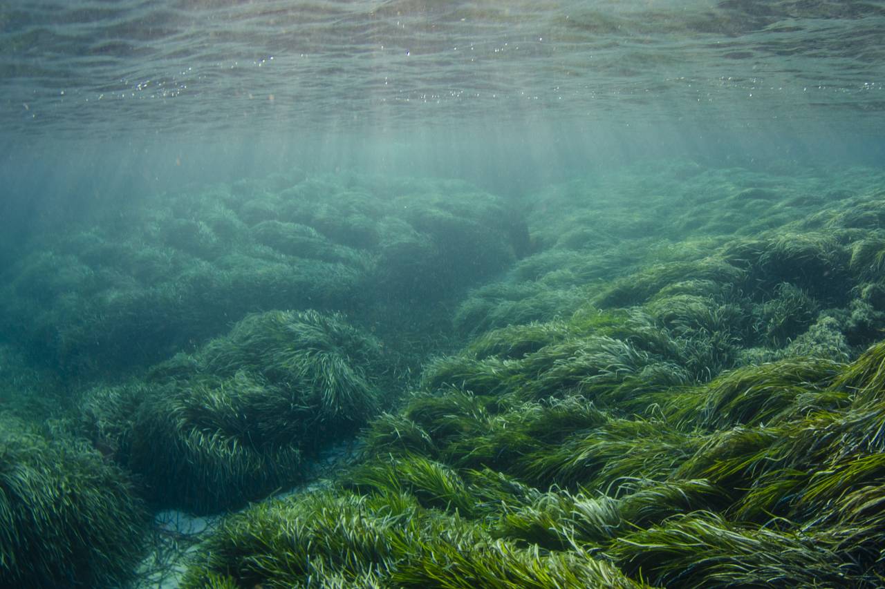 Neptungräser Formentera