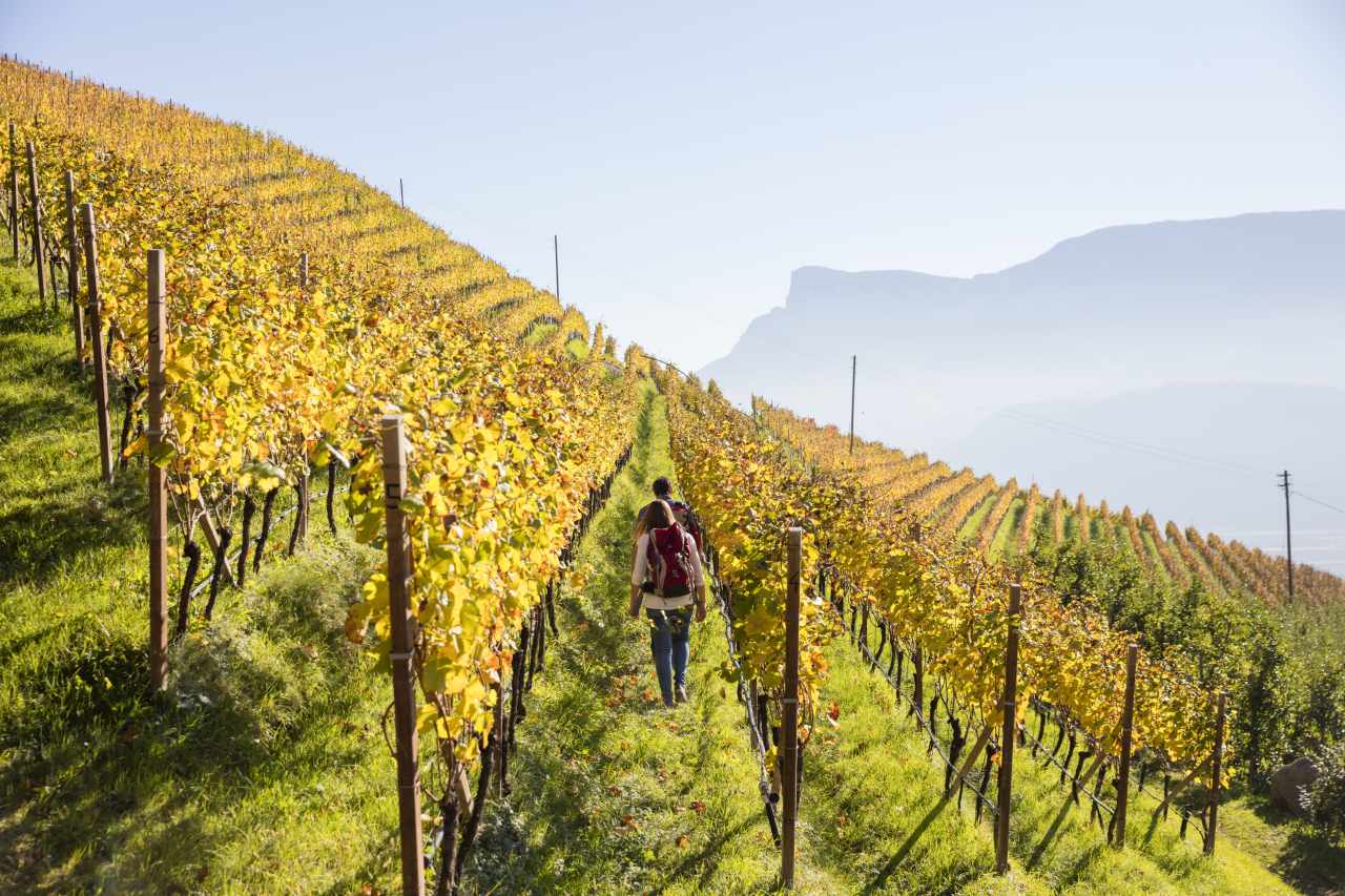 Weinberge Herbst Südtirol