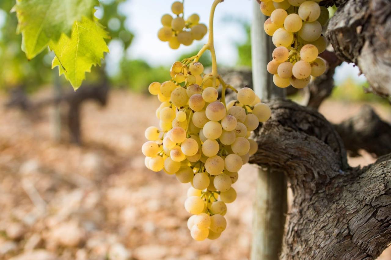 Weinstock weiße Trauben Mallorca