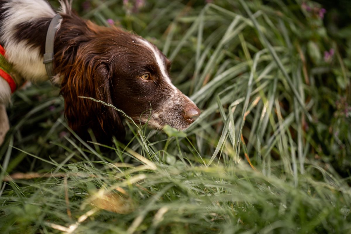 Cocker Spaniel Finya Deutsche Bahn Artenspürhündin