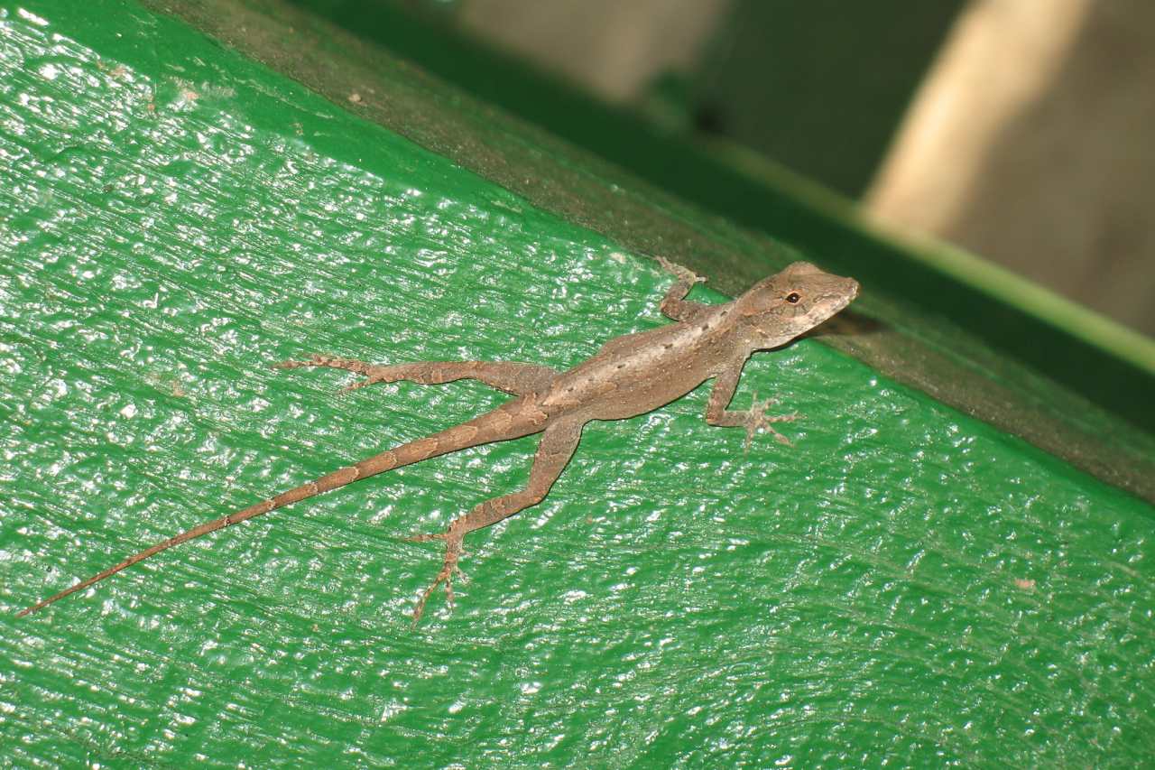 Eidechse im Guánica Dry Forest