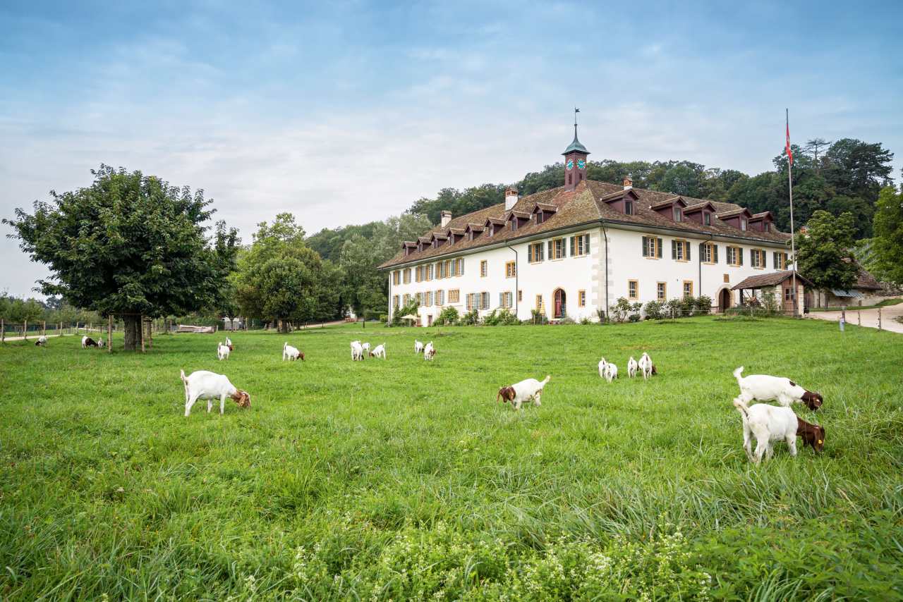 Klosterhotel St. Petersinsel in Erlach