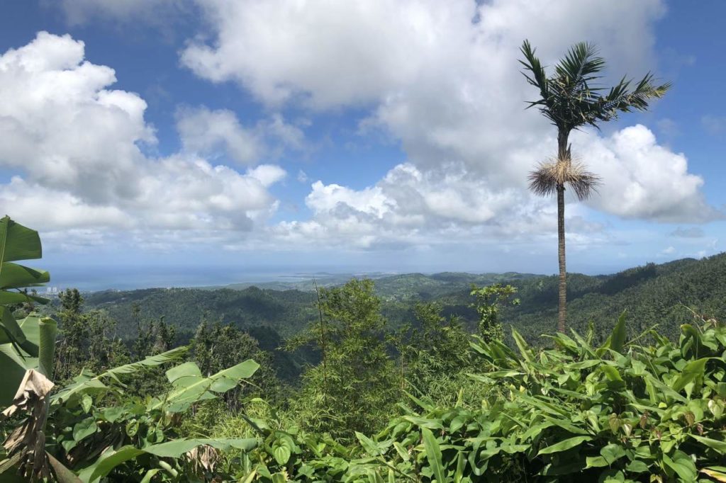 Regenwald El Yunque Rio Grande Puerto Rico