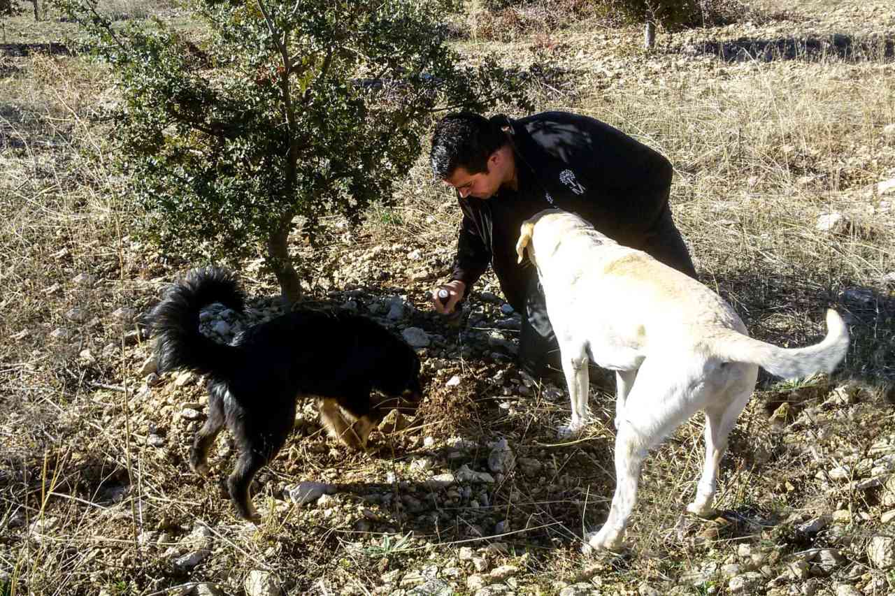 Trüffelhunde in Navarra