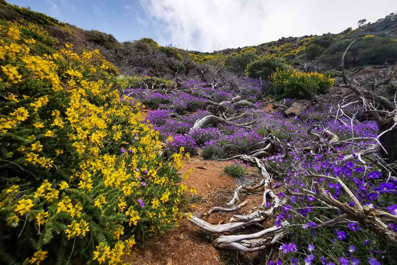 Blütenmeer auf La Palma