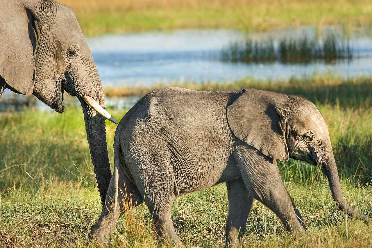 Elefantenkuh mit Jungtier in Kenia