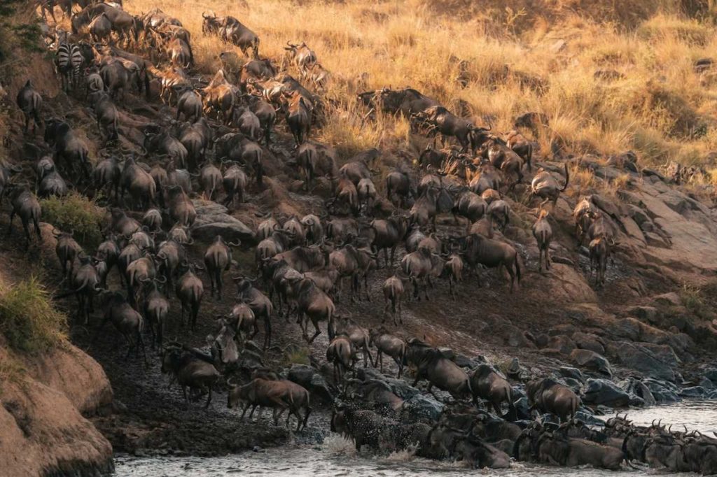 Gnus durchqueren Fluss Masai Mara