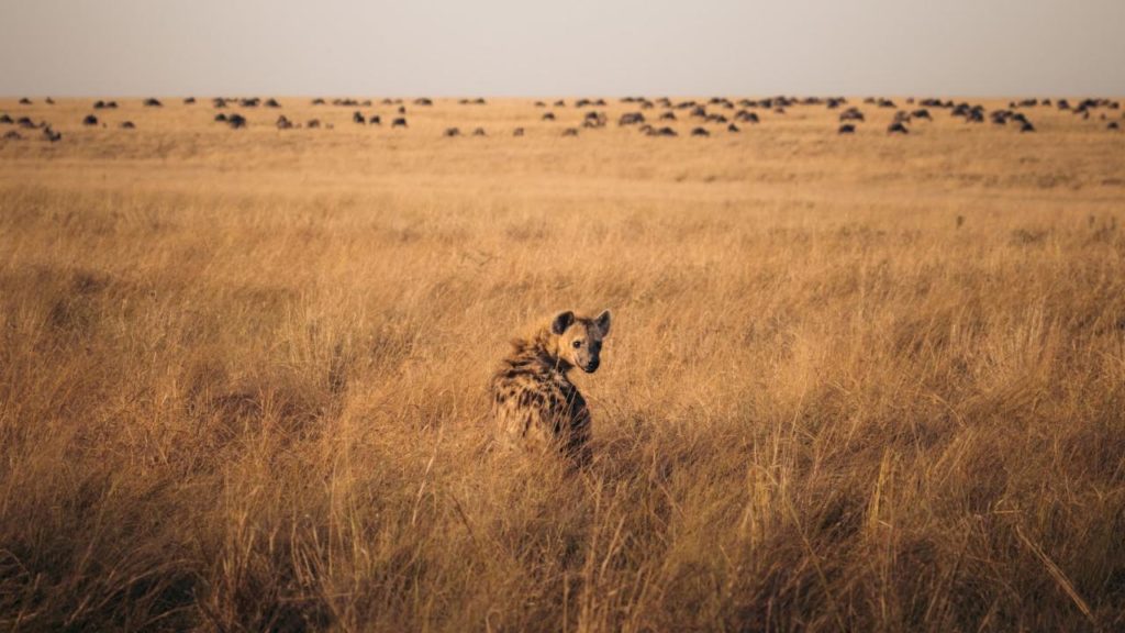 Hyäne Masai Mara Gnu Wanderung