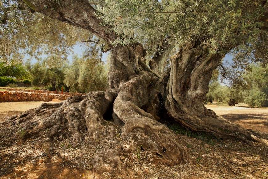 La Farga del Arion Olivenbaum