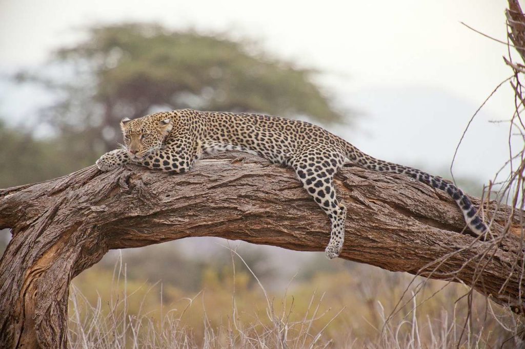 Leopard ruht auf Baum